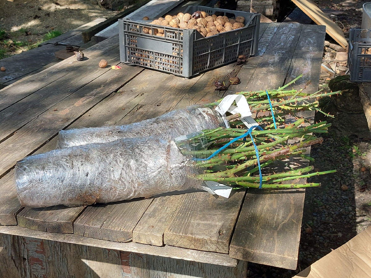 Вот такие красавицы 