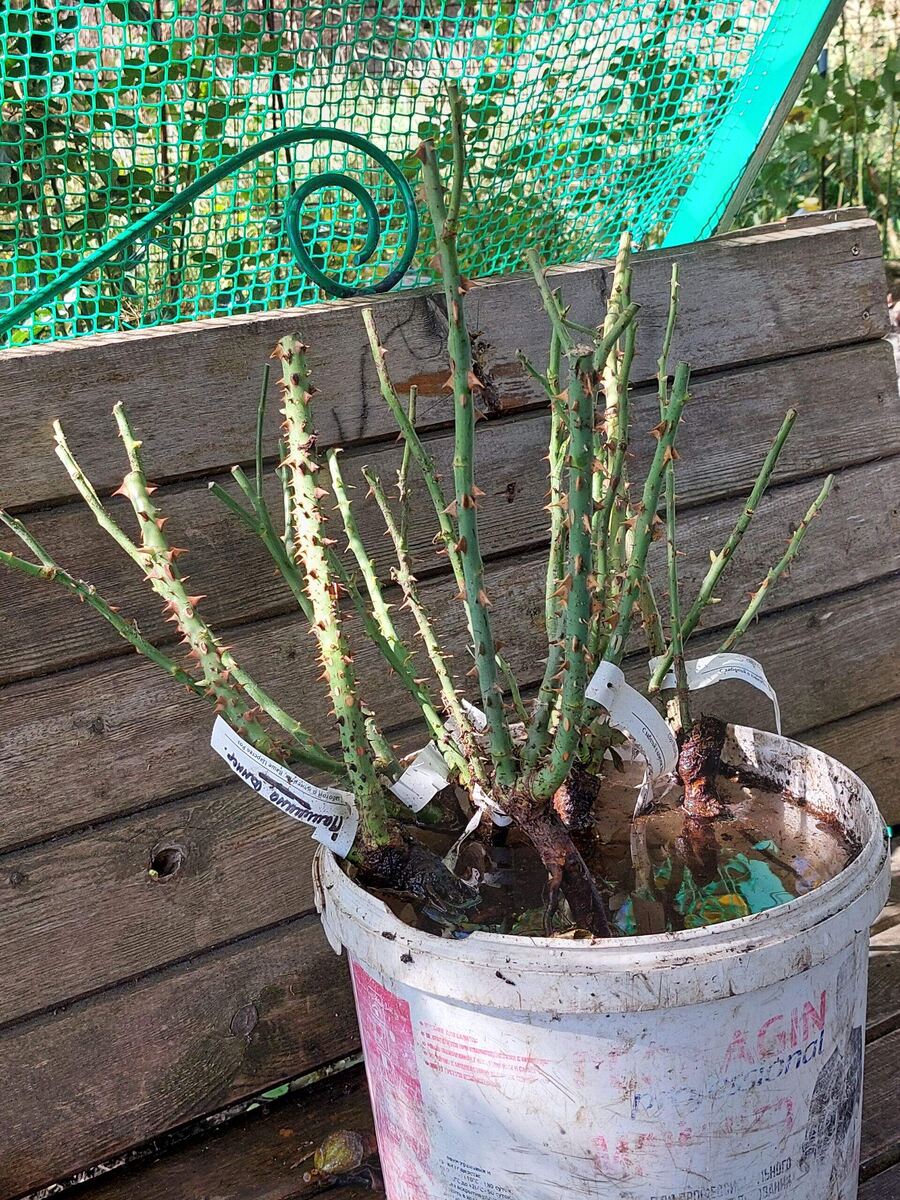 Перед посадкой надо напоить  саженцы 