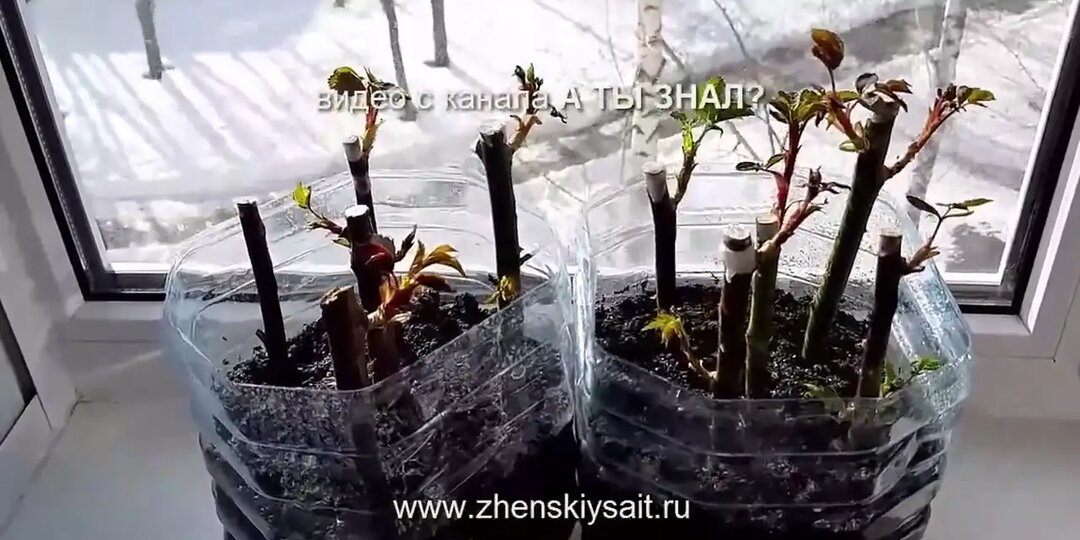 Как укоренить розу черенками в домашних условиях