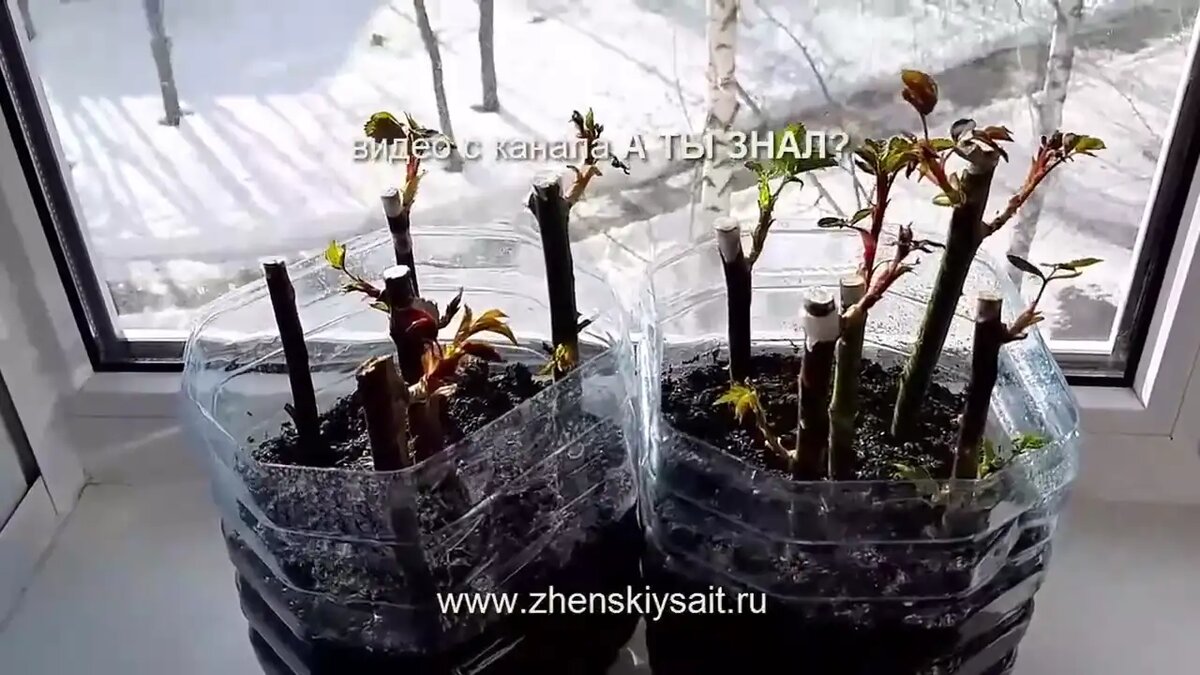 Как укоренить розу черенками в домашних условиях