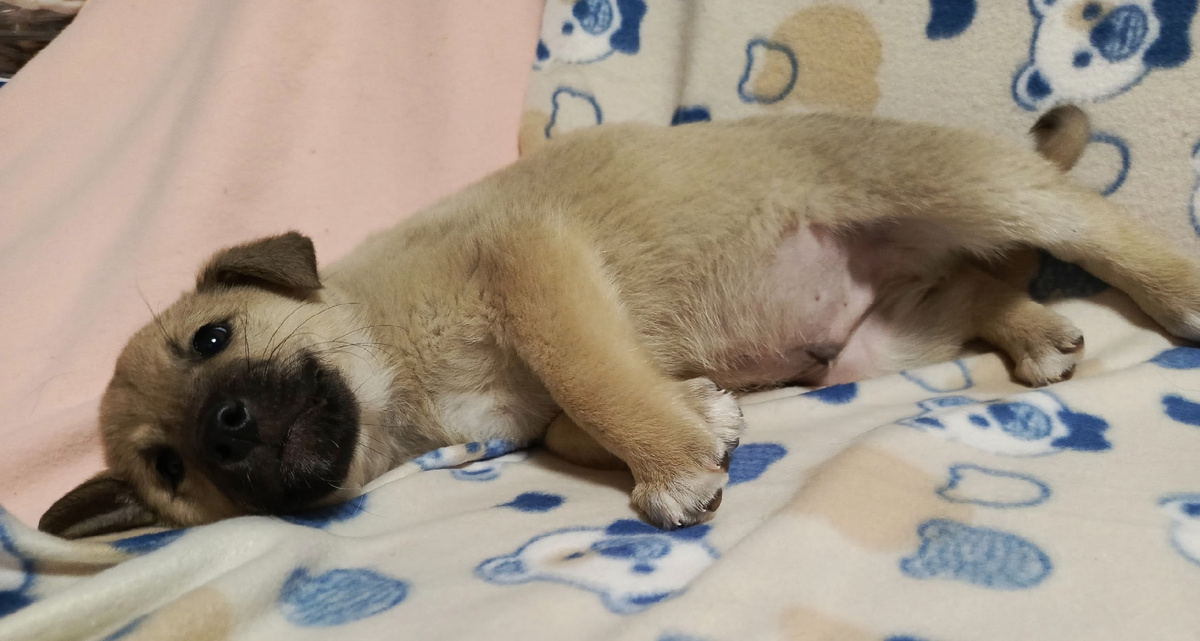 Сплошное очарование 