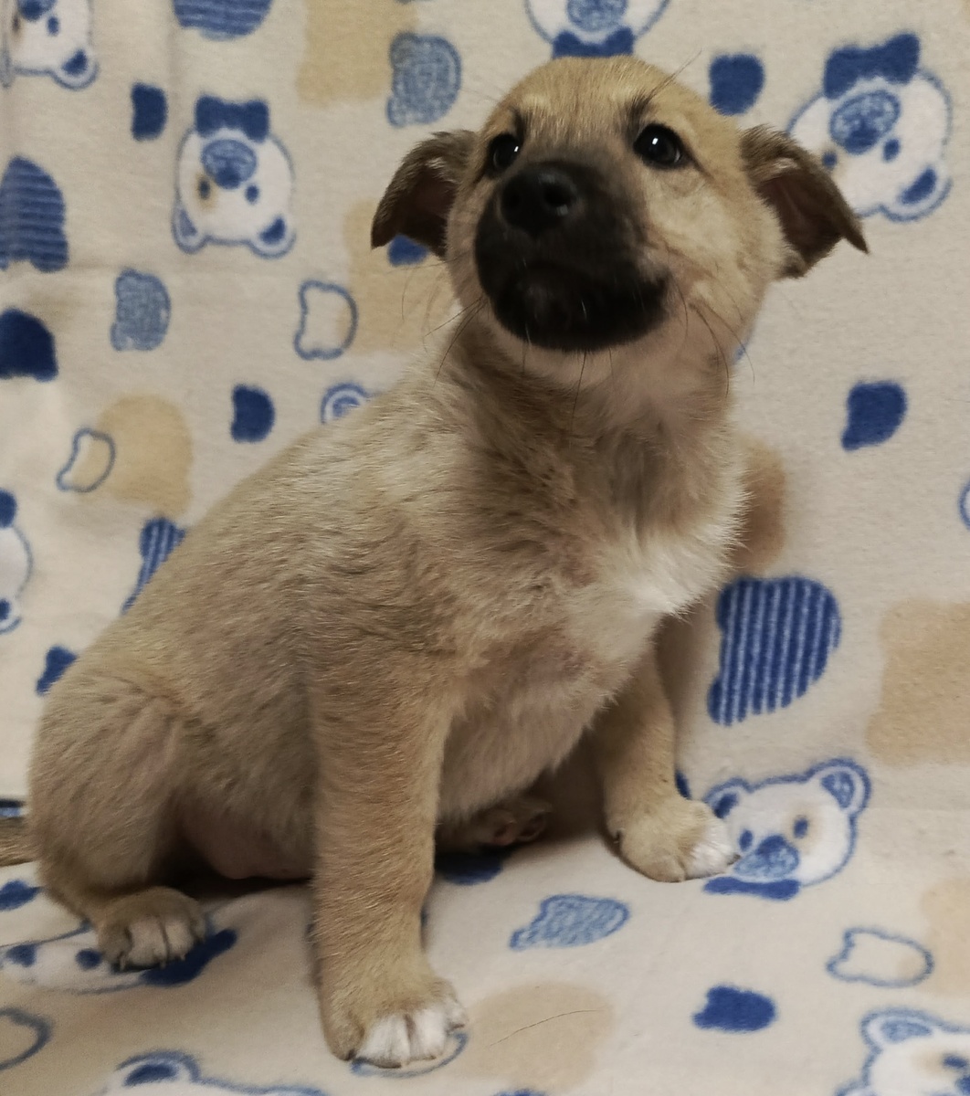 Талантливая фотомодель Симба 👍