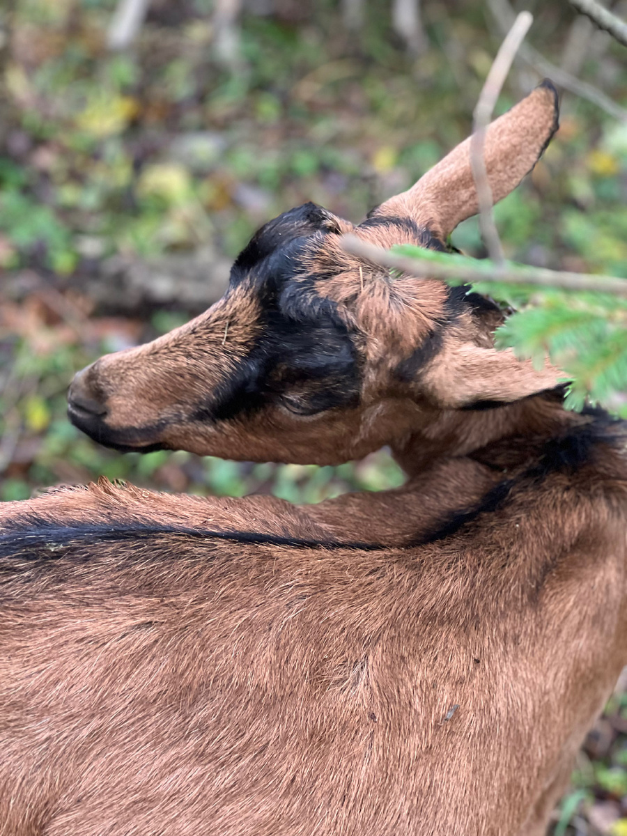 Альпийская коза Ева