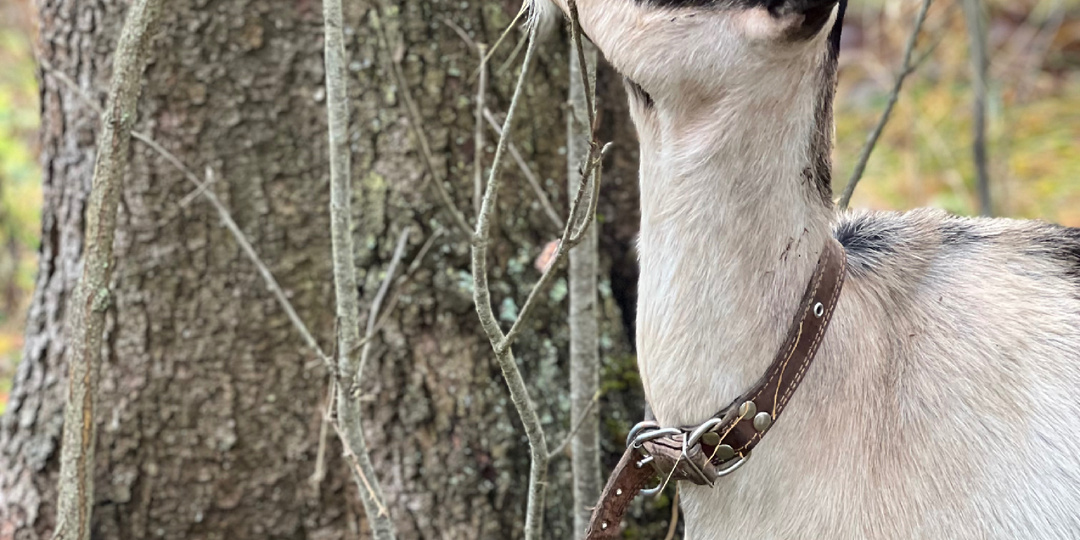 Как узнать - беременная коза или нет?