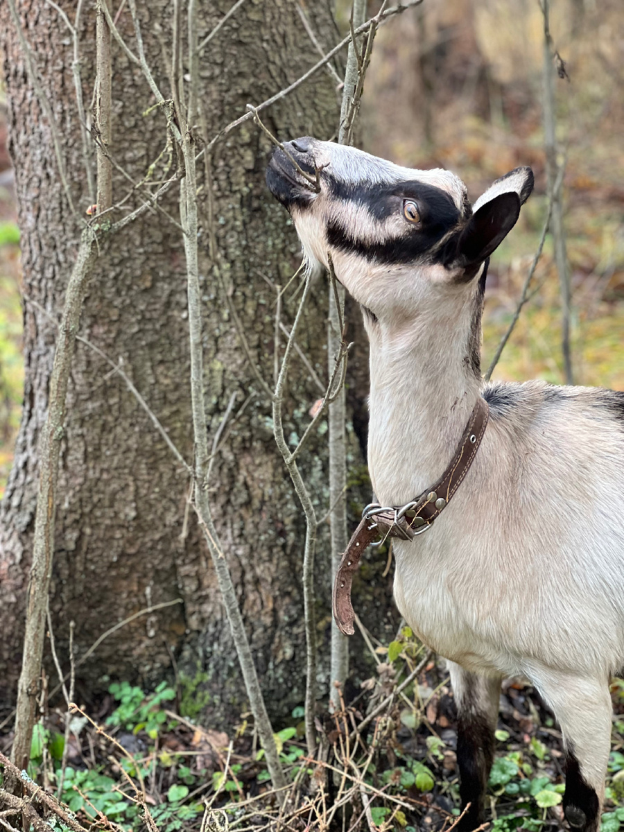 Альпийская коза Мила