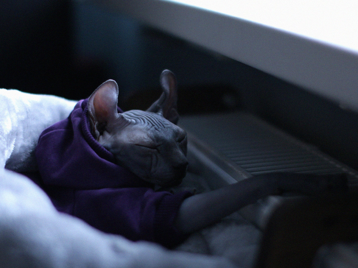 Фаза медленного сна: тело уже отдыхает, но мозг продолжает сканировать пространство. Малейший шорох — и питомец снова начеку