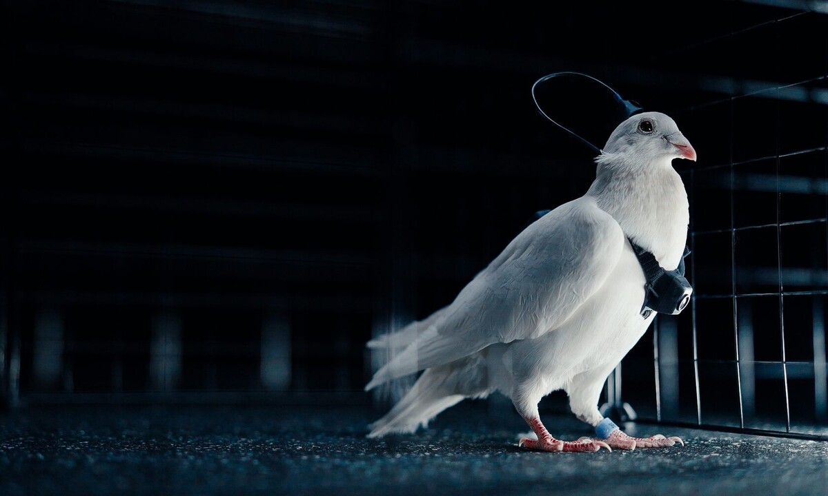     / Источник: © АО «Нейрореволюция»