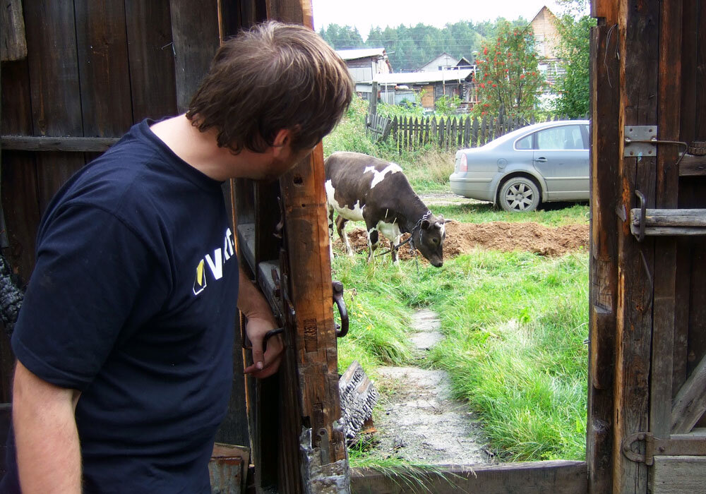 Корова! Настоящая!