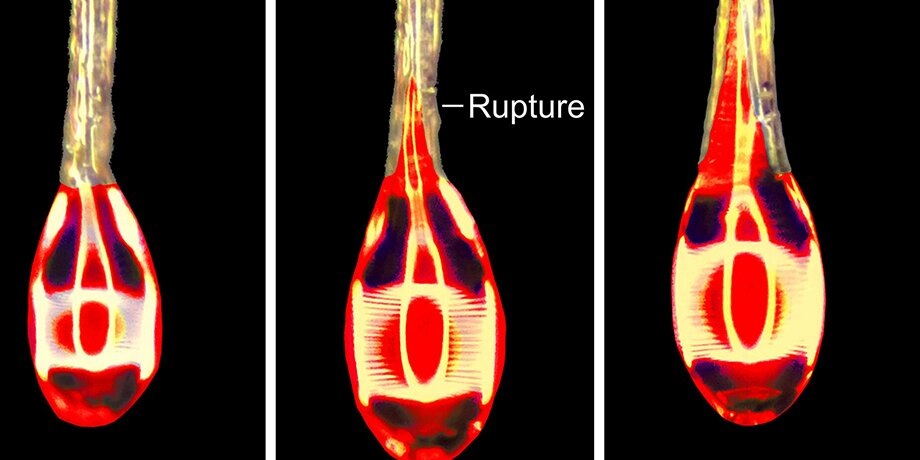    Фото: science.org