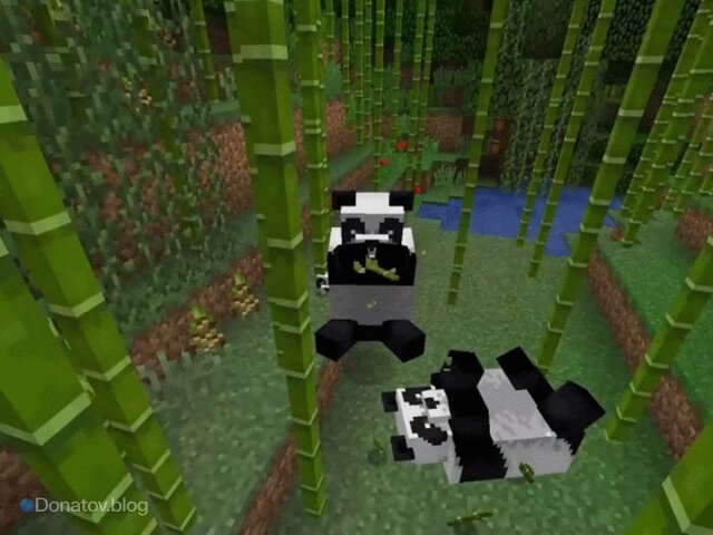    Панды в бамбуковых джунглях