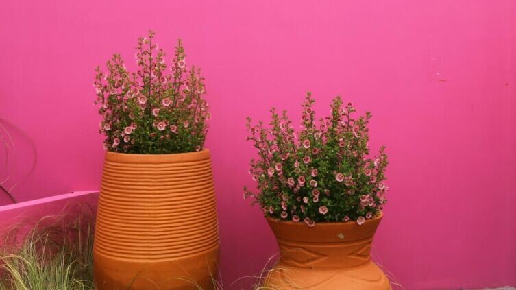    Как выбрать экологичные кашпо для дома? Фото: Arya Wang on Unsplash