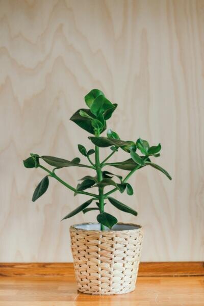    Фото: Brina Blum on Unsplash