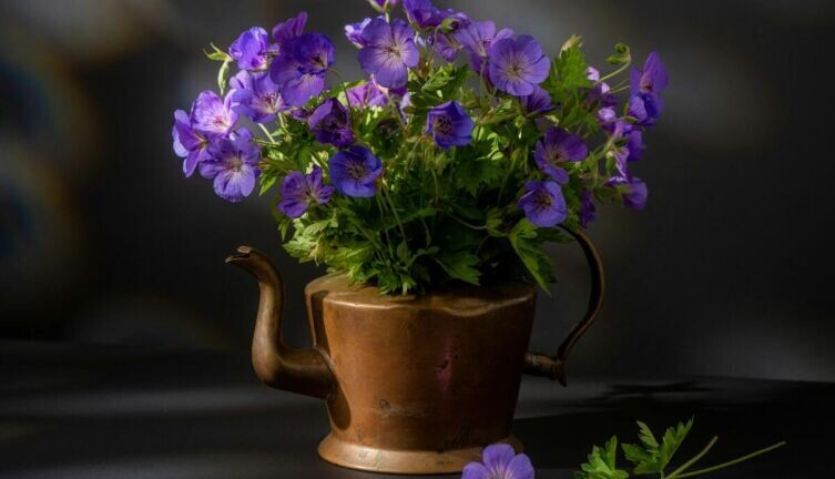    Как растения понимают, что пора спать? Фото: Skyler Ewing on Unsplash