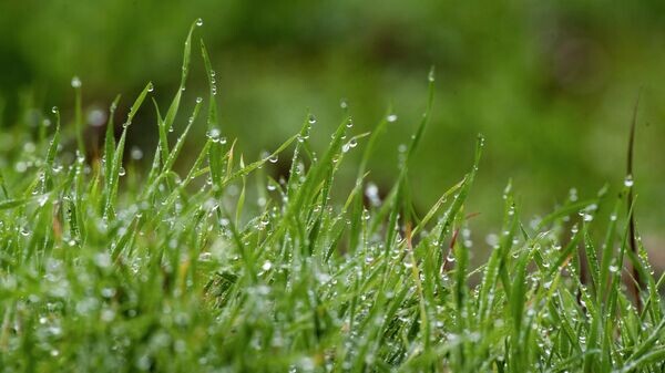    © РИА Новости Крым . Дмитрий Макеев