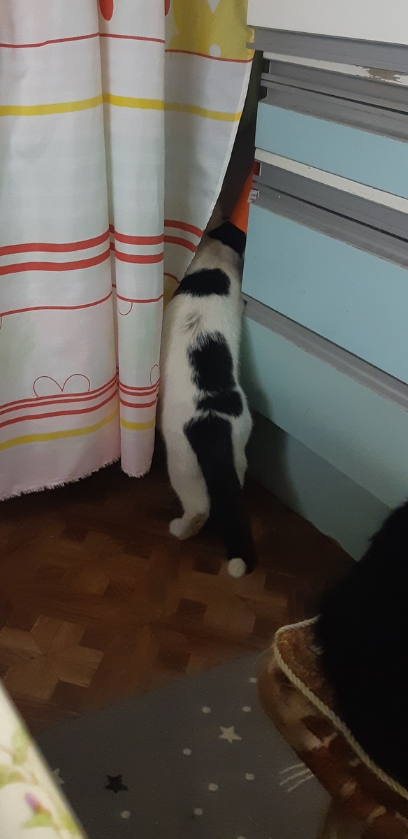 Где здесь "пакет с пакетами"?  Развели бардак, ничего не найти! Дай ей мой мешок, в который я прыгнул и дырищу в дне сделал. Хорошие пакеты не отдавай.