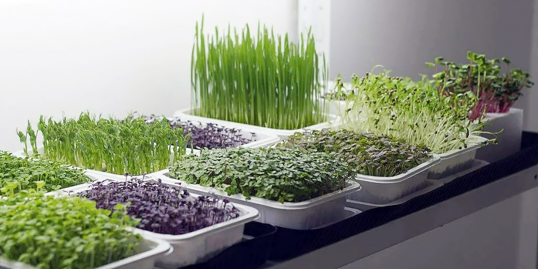 Выращивание микрозелени дома: мой путь от скептика до фаната 🌱