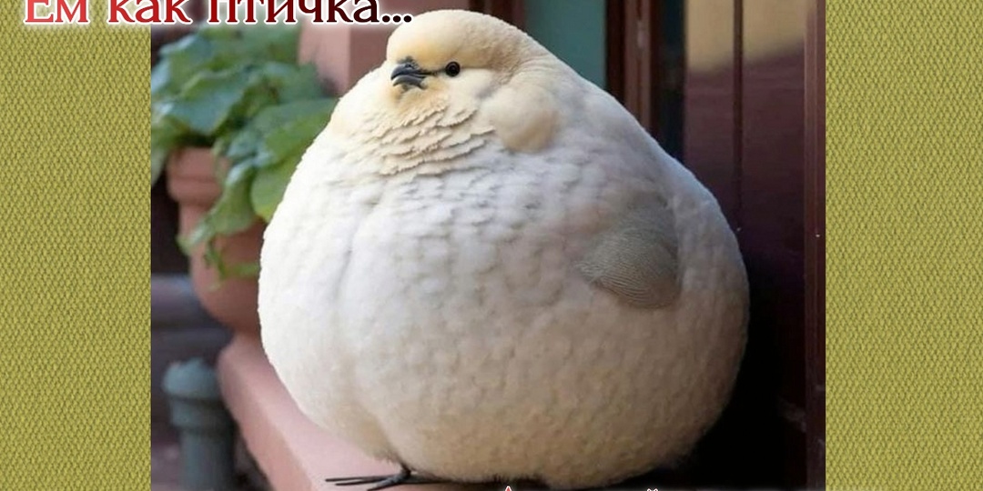 Ем как птичка... Размышления о правильном питании на пути к стройности и улучшении самочувствия.