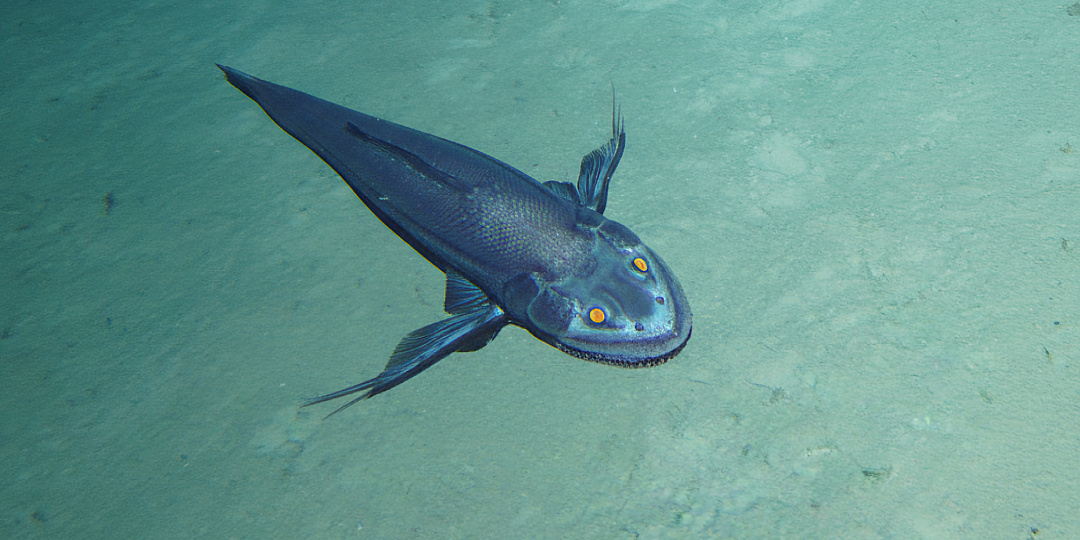 Как живёт воинственный батизавр: 10 фактов о глубоководном суперхищнике