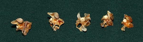 Нанайские игрушки из костей крупных пород рыб