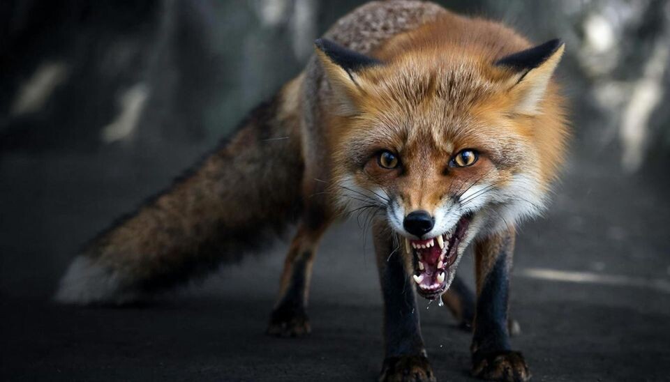    Бешеная лиса. Источник: Нейросеть Gigachat