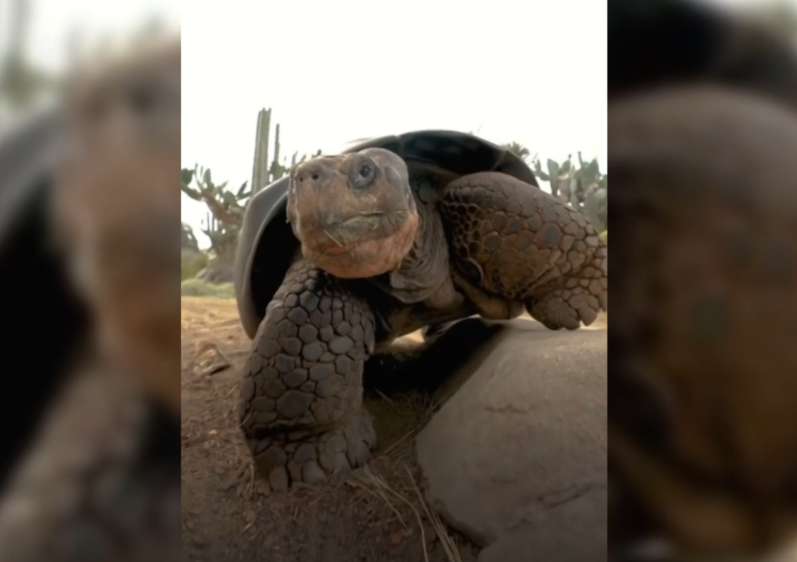     / Источник: Кадр из видео