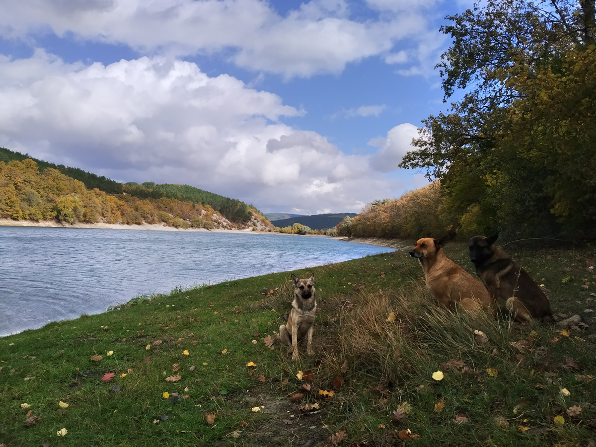Собаки на Новоульяновском водохранилище в Крыму