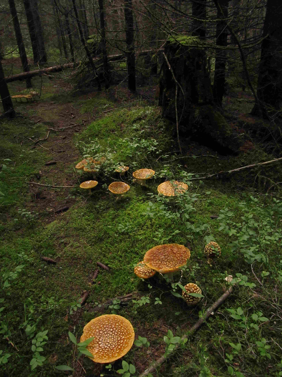 Мухомор пантерный