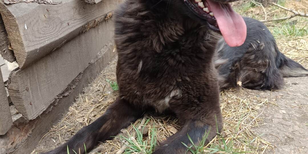 Крупы в приюте осталось на 1 варку.