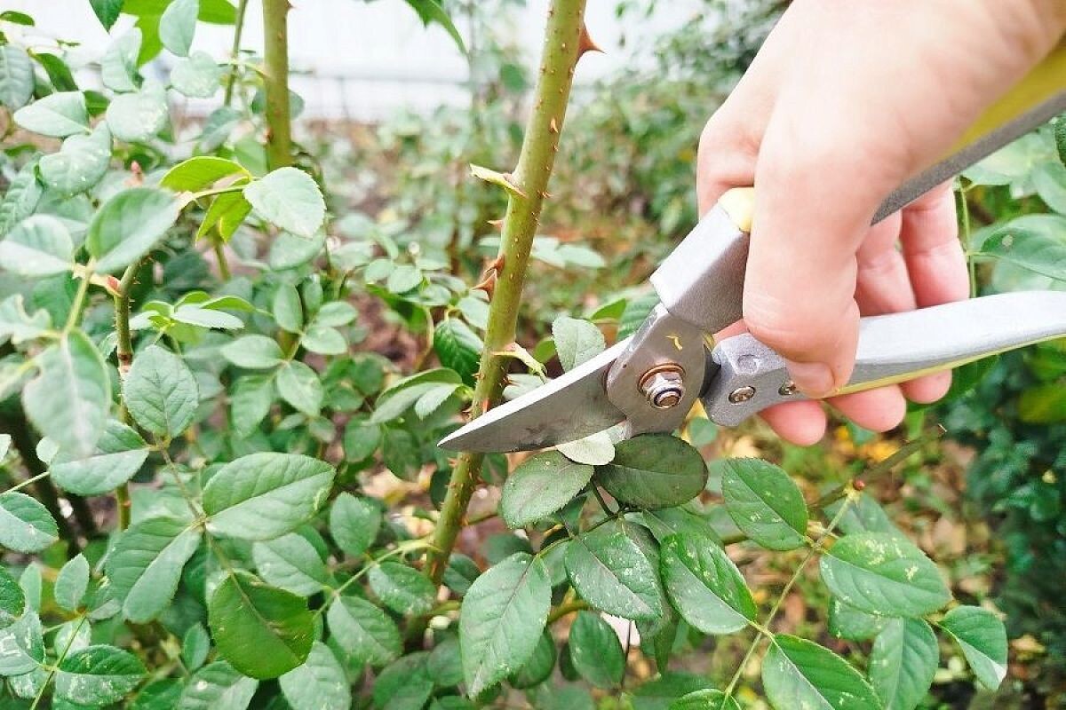    Не все садоводы обрезают листья розы на зиму, но в пользу этой процедуры есть серьезные доводы.