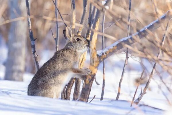 Это добрый расказ про охотника...