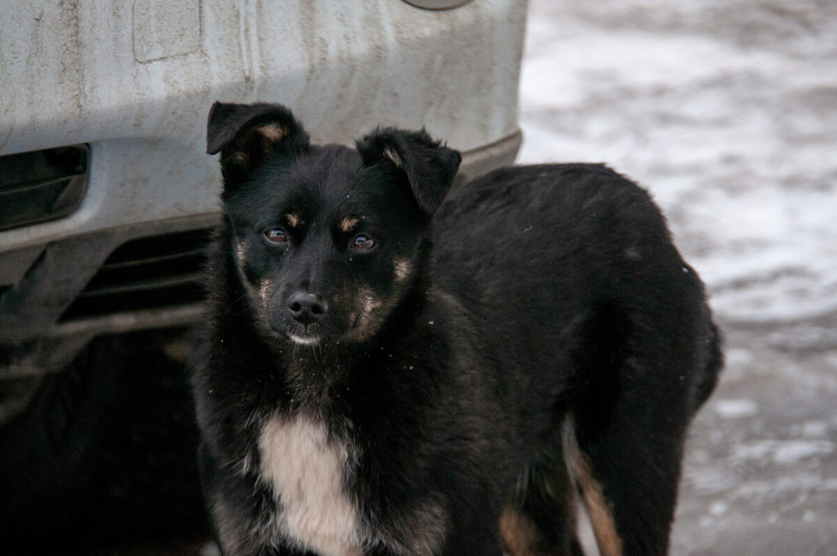 На территории края действуют 5 зарегистрированных частных приютов.  Фото: Фото: ФедералПресс / Светлана Возмилова