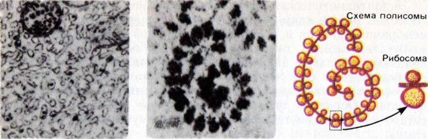 На рисунке изображена микрофотография полиосомы (цепочки из нескольких рибосом, прикрепленных к одной иРНК)