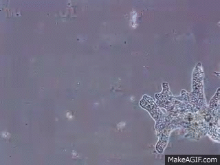 Движение с помощью ложноножек