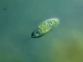 Движение эвглены зеленой с помощью жгутика