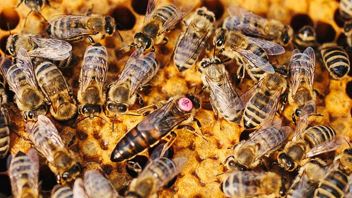 Пчёлы Бакфаст