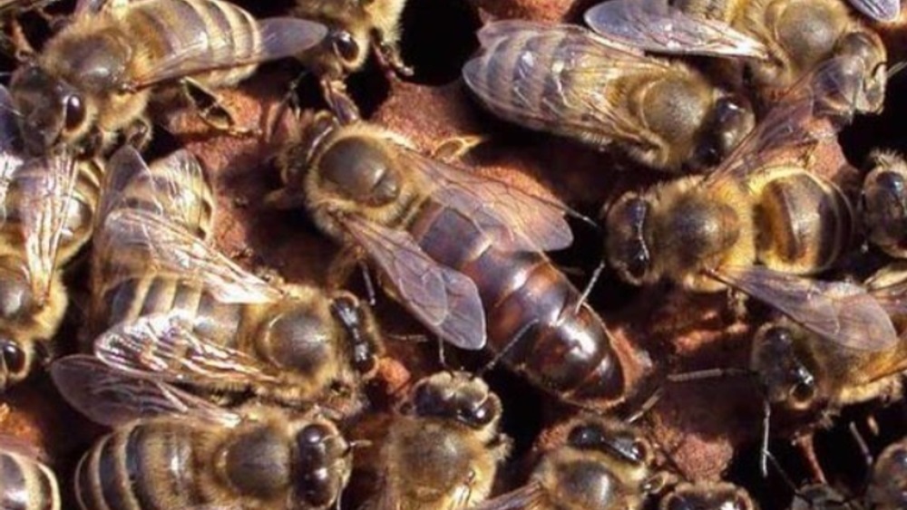 Пчеломатка Карника