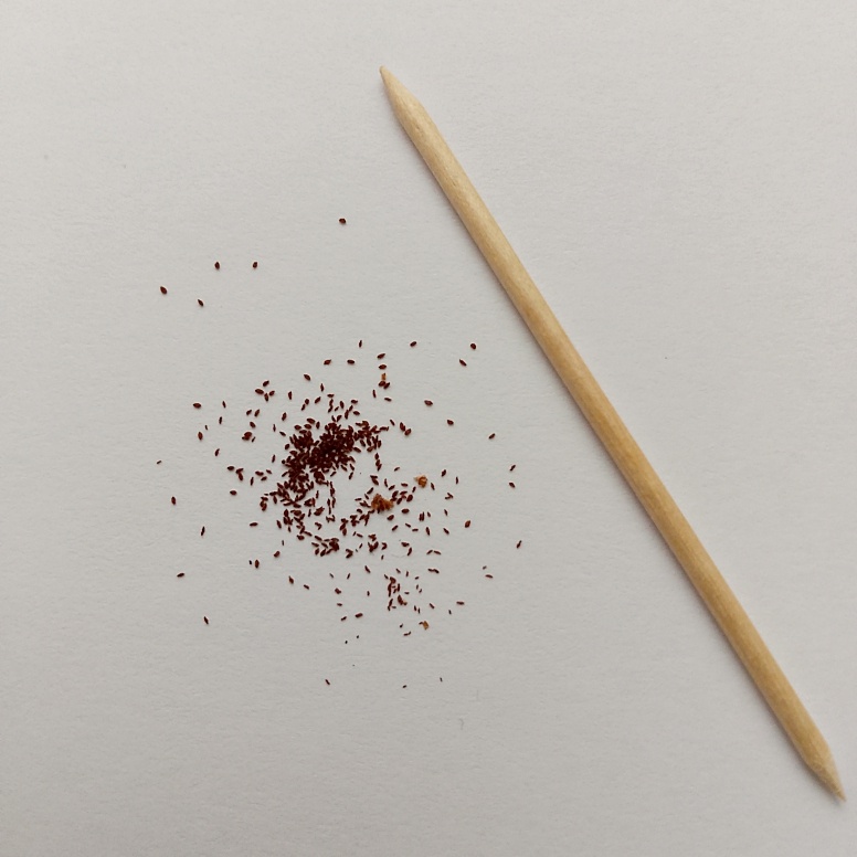 Семян не так много, большая часть пустая. Посею в январе, там и посмотрю на всхожесть