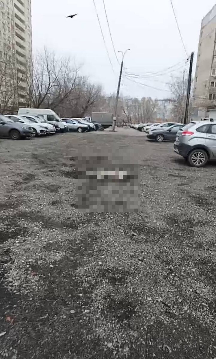    Кормящая собака / Фото предоставлено редакции ProGorodSamara