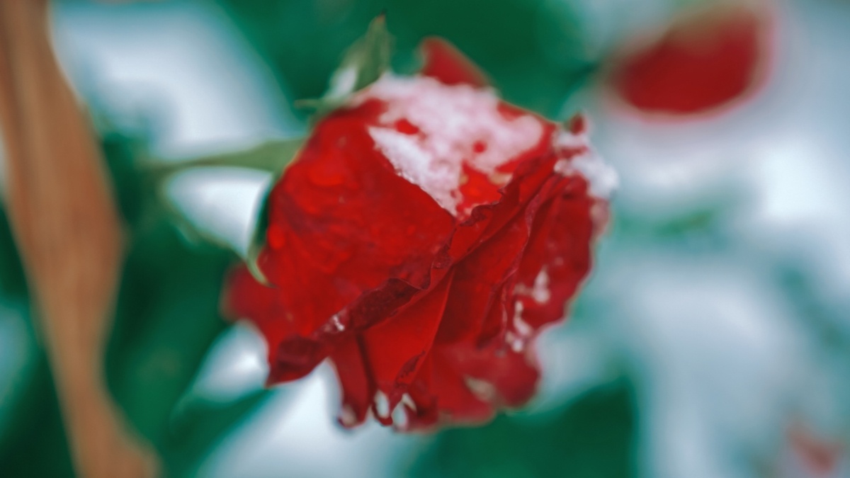 Светлана Мулыкина📷
