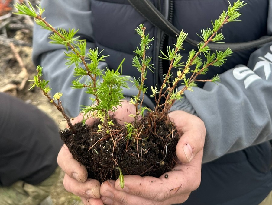 Тематическое фото: из материалов правительства Магаданской области
