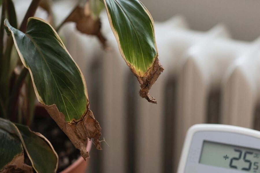 У Аглаонемы сохнут листья из-за сухости воздуха.
