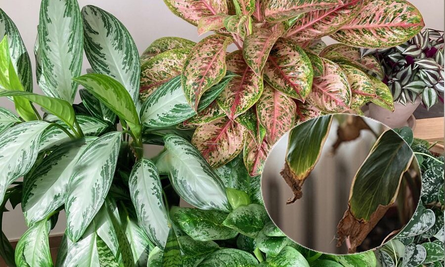 SOS! Почему у Аглаонемы сохнут листья? Разбираем причины ржавых краев и спасаем растение