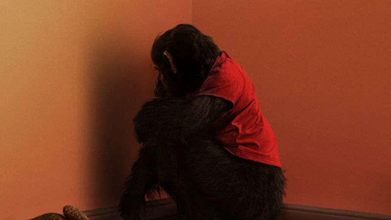 Кадрированный постер фильма «Примат»/«Кинопоиск»