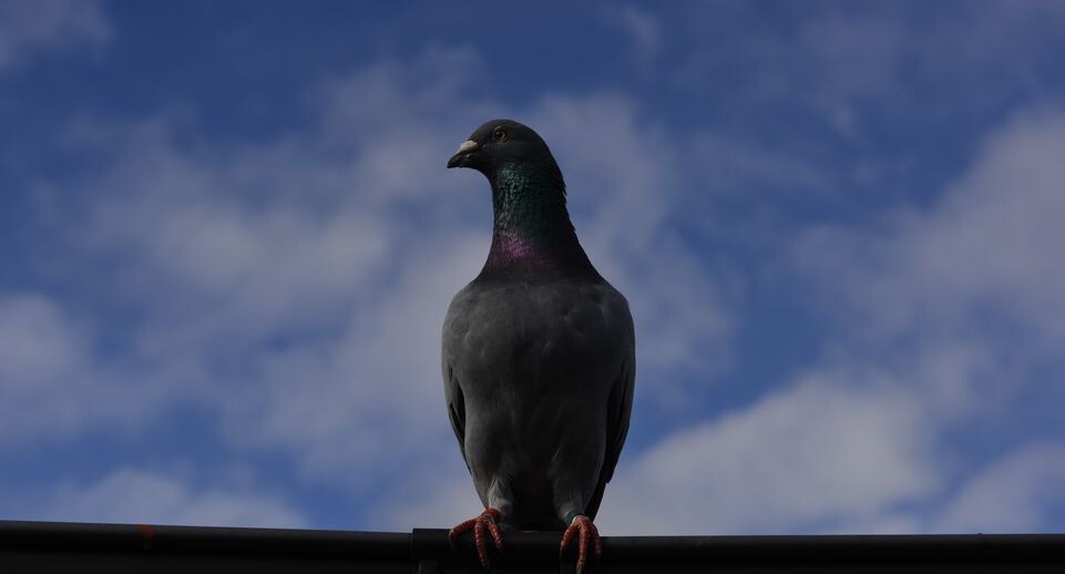    Медиасток.рф