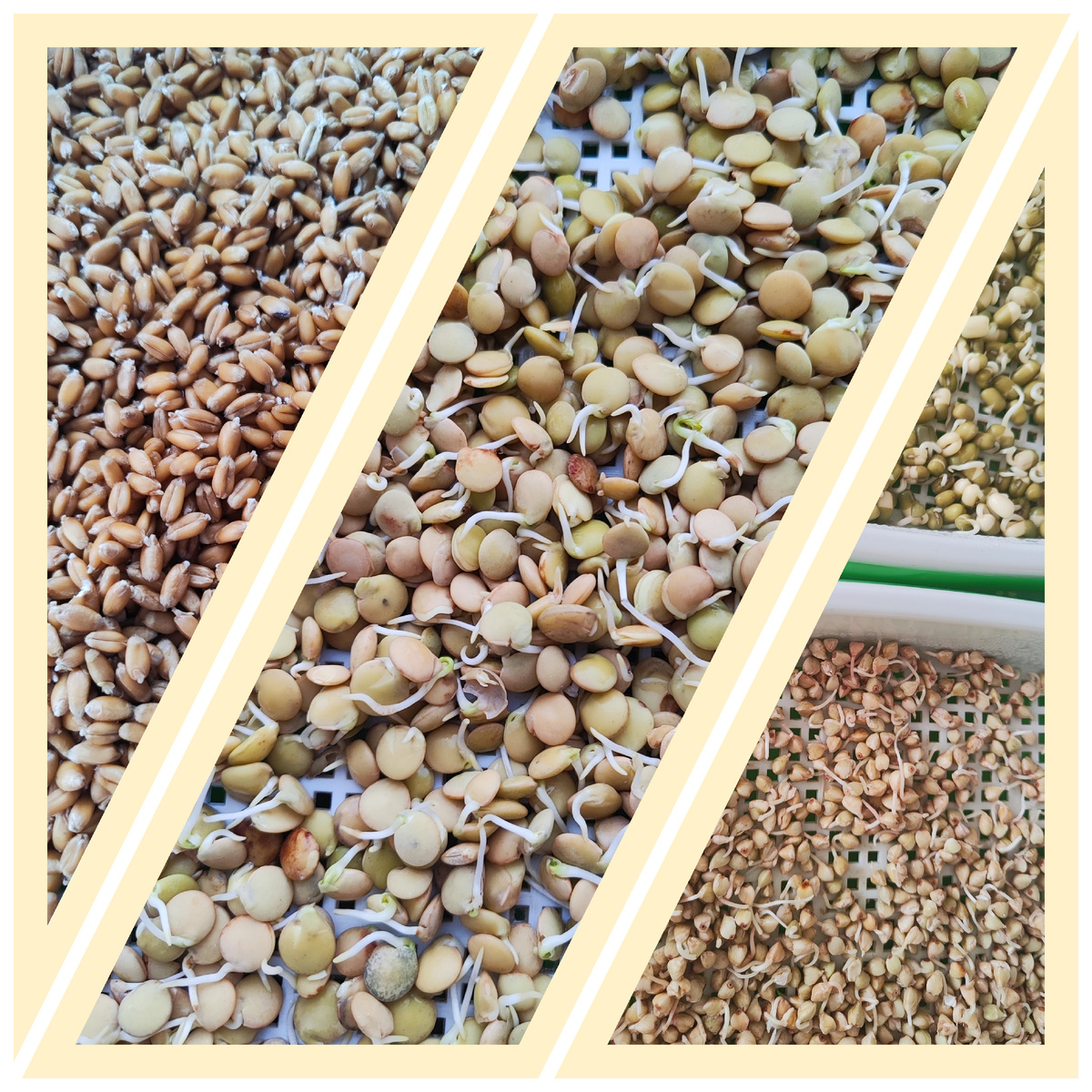 Пшеница, чечевица, маш, горох, зелёная гречка. 