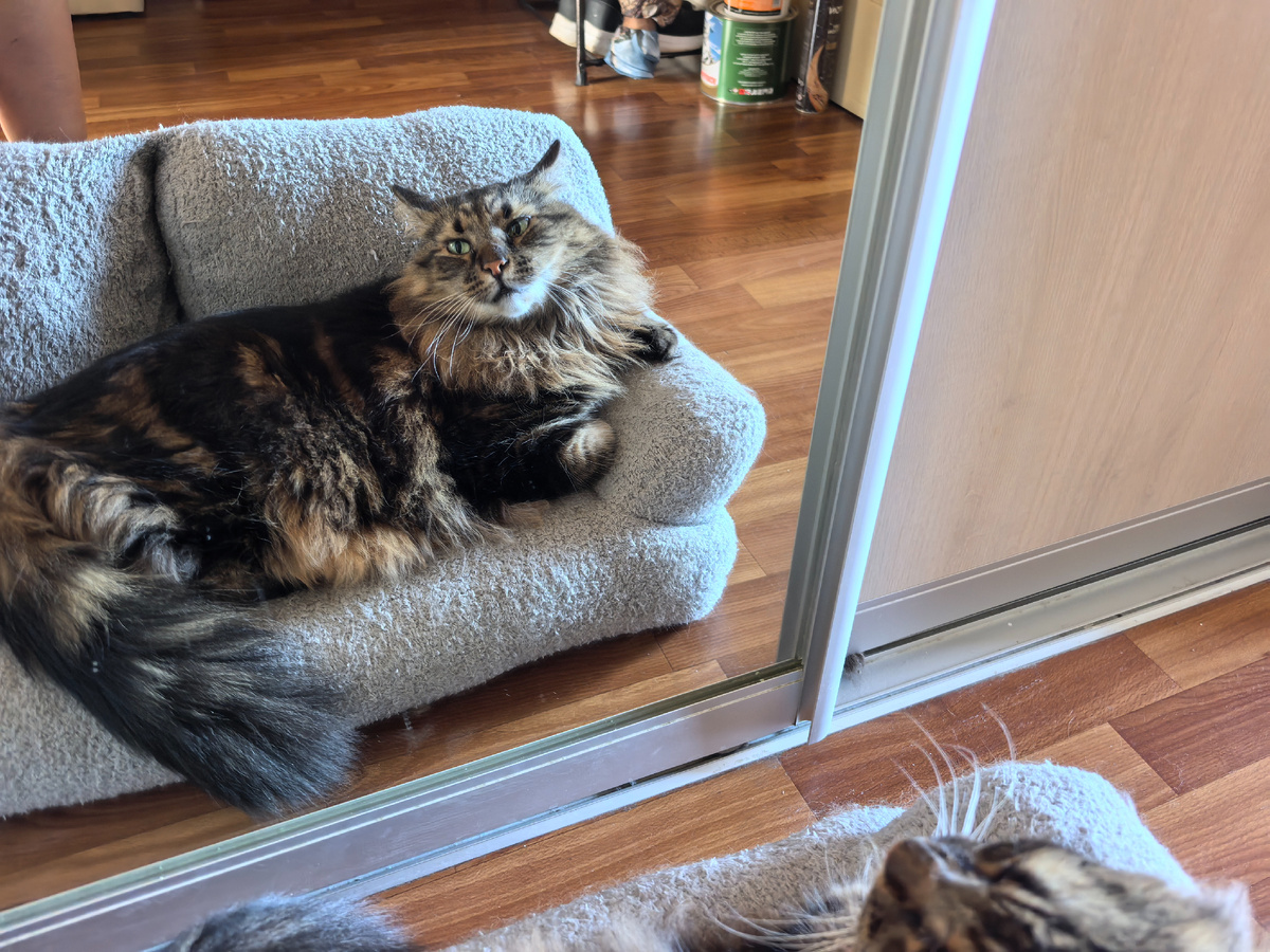 Хозяйке нравится, как я лапку положил на боковушку.