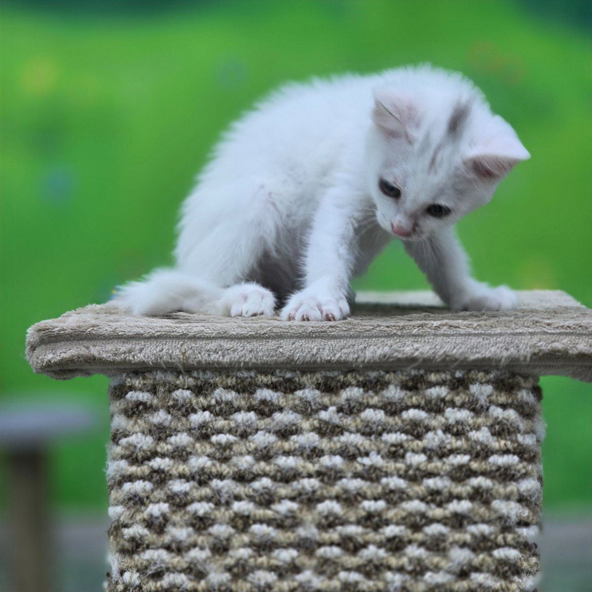 белоснежный исследователь покоряет высоты