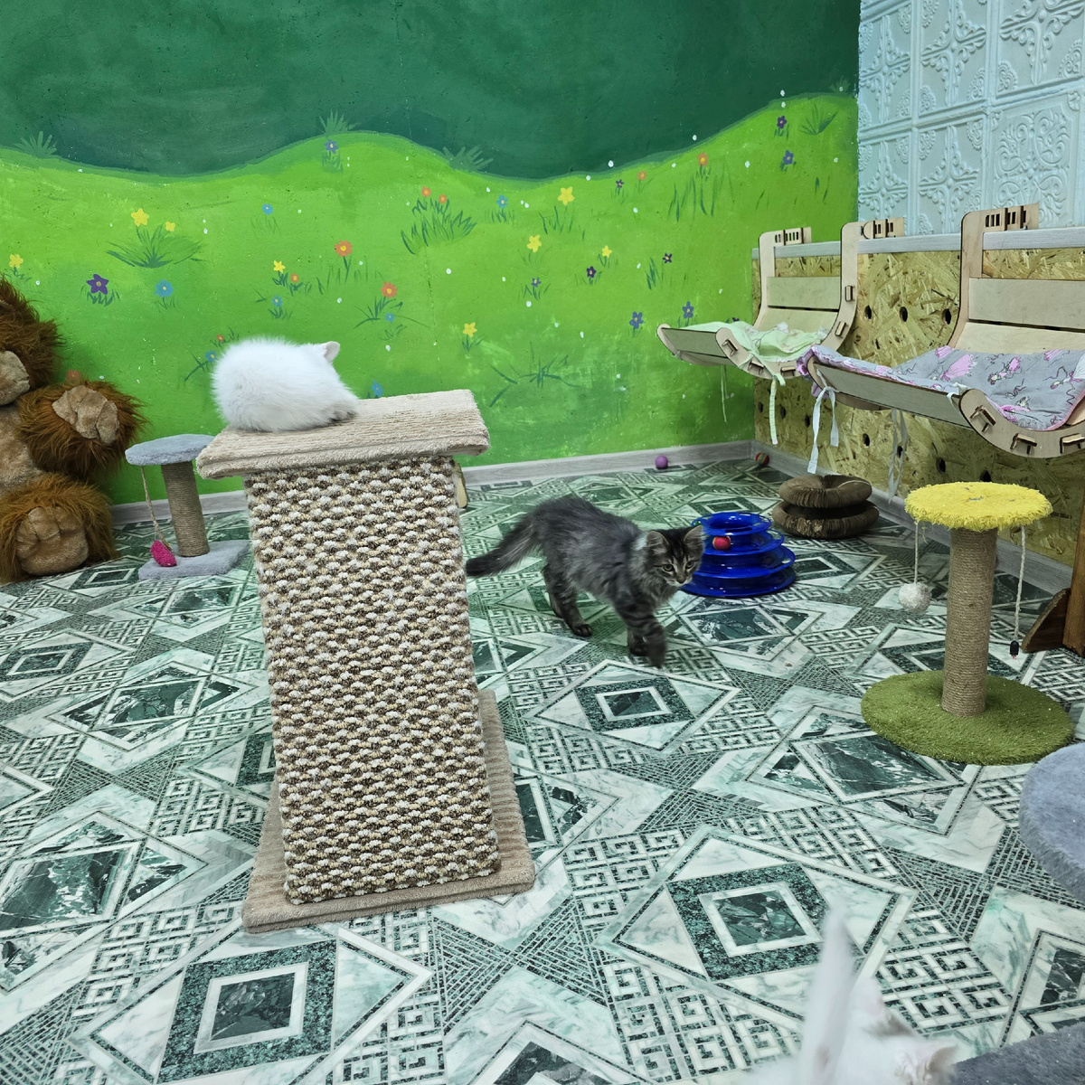 игровая комната где разворачивается котячья драма