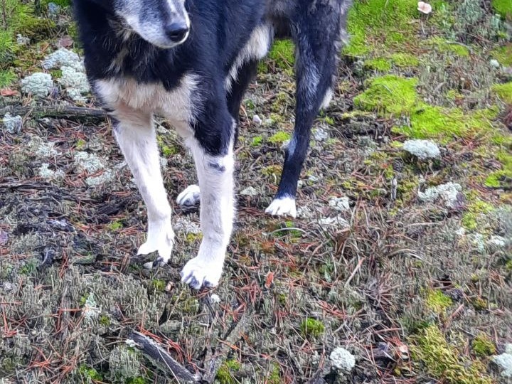 «Всё время смотрел в ту сторону, куда ушли его хозяева»: подмосковного Хатико спасают волонтёры