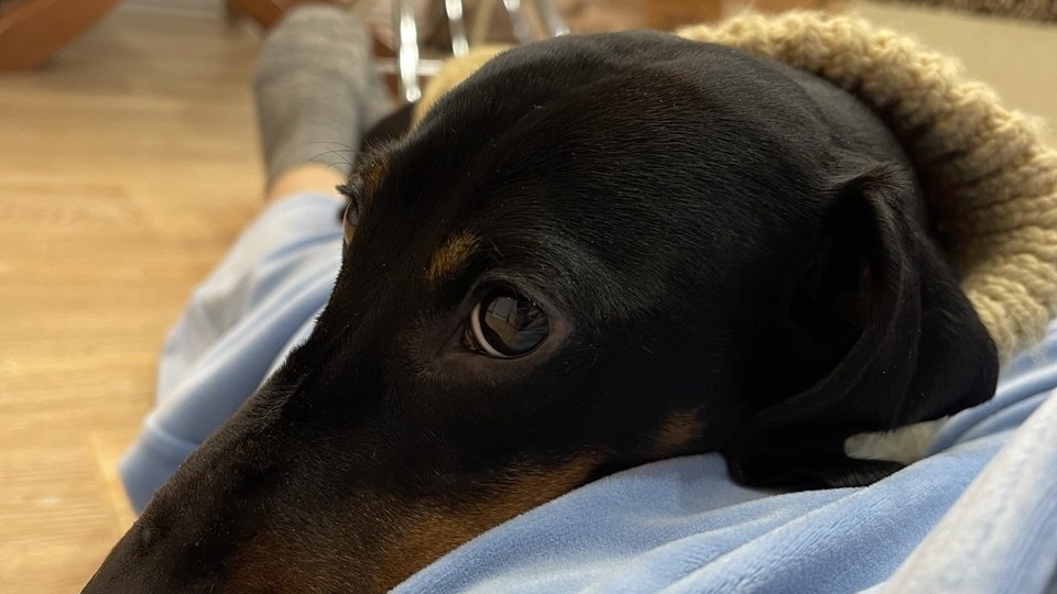 Симба опять попал в переделку, а пострадала Мамуля